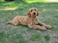 F1b Derby, a male Goldendoodle for sale in Due West, SC – Photo 3 of 3