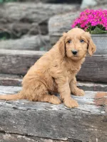 F1b Derby, a male Goldendoodle for sale in Due West, SC – Photo 2 of 3