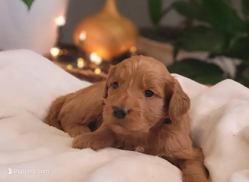 F1b Derby, a male Goldendoodle for sale in Due West, SC – Photo 1 of 3