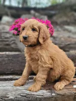 F1b Derby, a male Goldendoodle for sale in Due West, SC – Photo 3 of 3