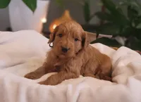 F1b Derby, a male Goldendoodle for sale in Due West, SC – Photo 3 of 3