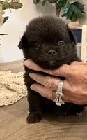 Coal, a male Pomeranian for sale in Milan, IN – 2 of 4
