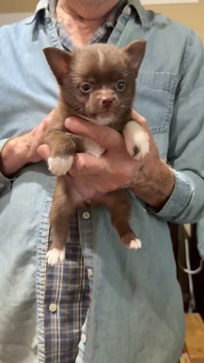 Coco, a female Chihuahua and Pomeranian for sale in Milan, IN – 2 of 2