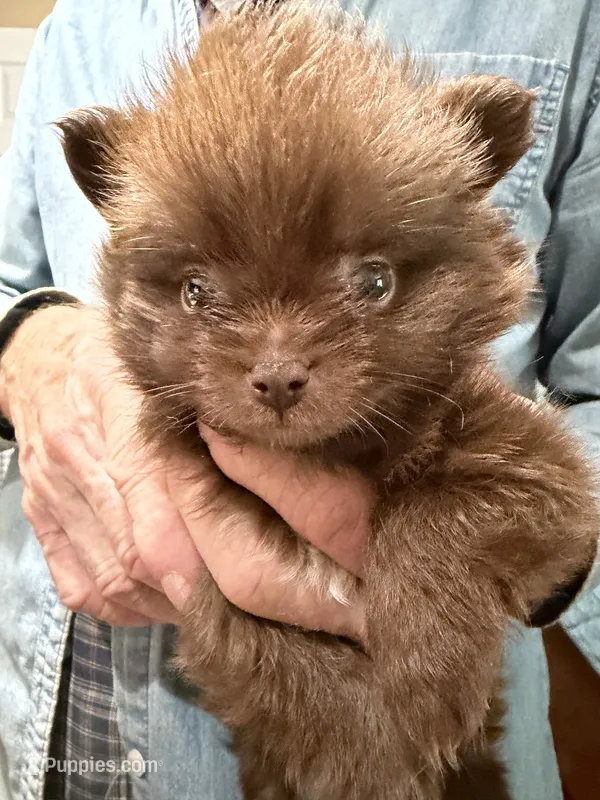 Buster Brown – Chihuahua, Pomeranian puppy for sale in Milan, IN