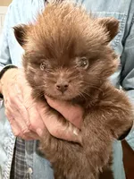 Buster Brown, a male Chihuahua and Pomeranian for sale in Milan, IN – 1 of 2