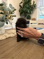 Coal, a male Pomeranian for sale in Milan, IN – 4 of 4