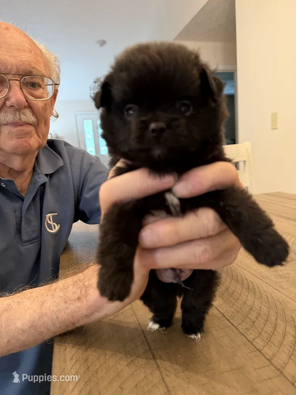 Coal – Pomeranian puppy for sale in Milan, IN