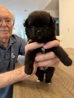 Coal, a male Pomeranian for sale in Milan, IN – 1 of 4