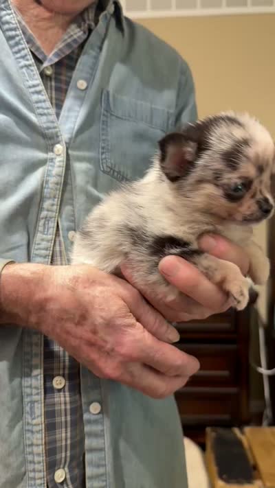 Jessie, a male Chihuahua and Pomeranian for sale in Milan, IN – 2 of 2