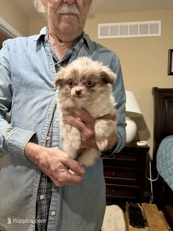 Abby – Chihuahua, Pomeranian puppy for sale in Milan, IN