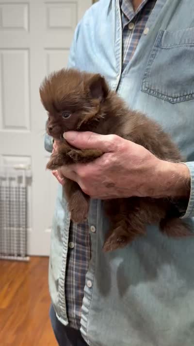 Buster Brown, a male Chihuahua and Pomeranian for sale in Milan, IN – 2 of 2