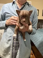 Coco, a female Chihuahua and Pomeranian for sale in Milan, IN – 1 of 2
