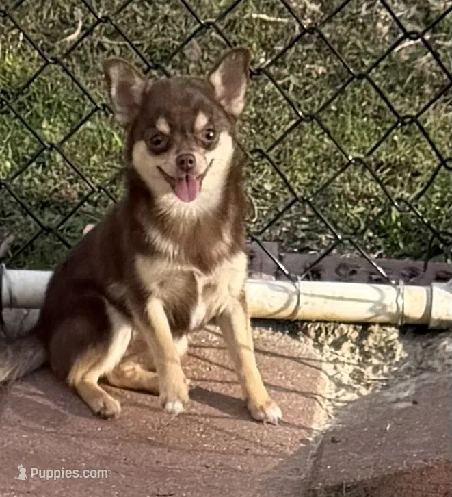 Chanel – Chihuahua, Pomeranian puppy for sale in Milan, IN