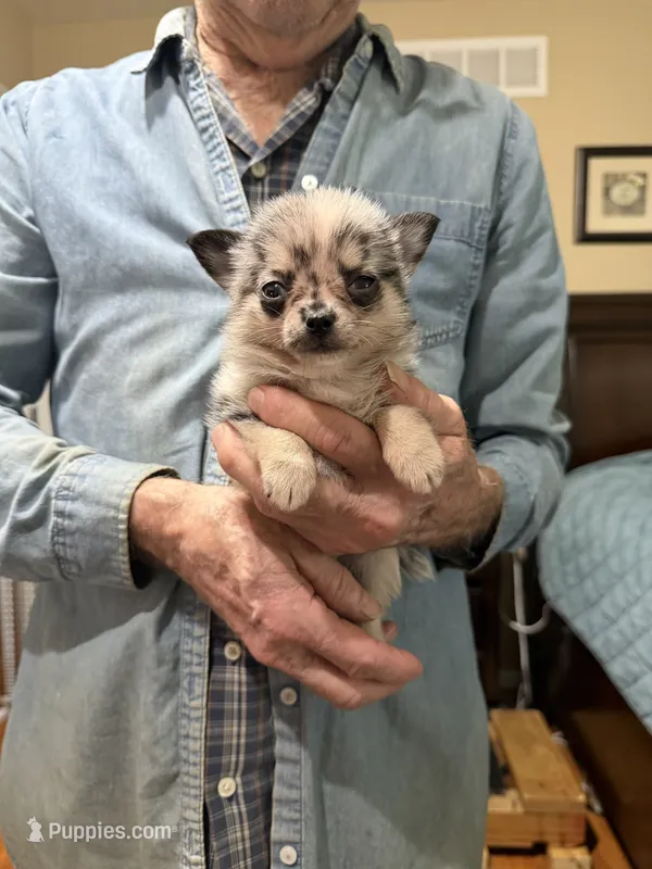 Jessie – Chihuahua, Pomeranian puppy for sale in Milan, IN