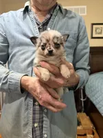 Jessie, a male Chihuahua and Pomeranian for sale in Milan, IN – 1 of 2