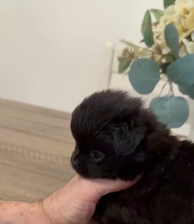 Coal, a male Pomeranian for sale in Milan, IN – 3 of 4