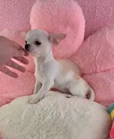 Akc coconut , a female Chihuahua for sale in Brooksville, KY – 8 of 10