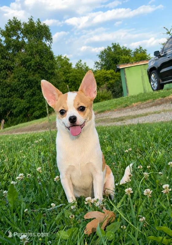 AKC Mojo – Chihuahua puppy for sale in Brooksville, KY
