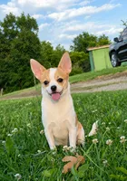 AKC Mojo, a male Chihuahua for sale in Brooksville, KY – 1 of 9