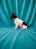 AKC Flynn, a male Chihuahua for sale in Brooksville, KY – 3 of 5