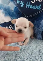 AKC Snickers , a male Chihuahua for sale in Brooksville, KY – Photo 4 of 8