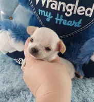 AKC Snickers , a male Chihuahua for sale in Brooksville, KY – Photo 3 of 8