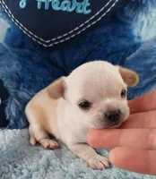 AKC Snickers , a male Chihuahua for sale in Brooksville, KY – Photo 2 of 8