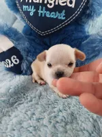 AKC Snickers , a male Chihuahua for sale in Brooksville, KY – Photo 7 of 8