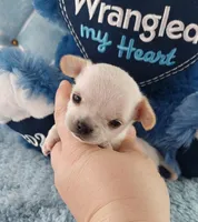 AKC Snickers , a male Chihuahua for sale in Brooksville, KY – Photo 1 of 8