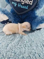 AKC Snickers , a male Chihuahua for sale in Brooksville, KY – Photo 8 of 8