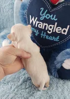 AKC Snickers , a male Chihuahua for sale in Brooksville, KY – Photo 6 of 8