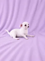 AKC Milly, a female Chihuahua for sale in Brooksville, KY – 5 of 7