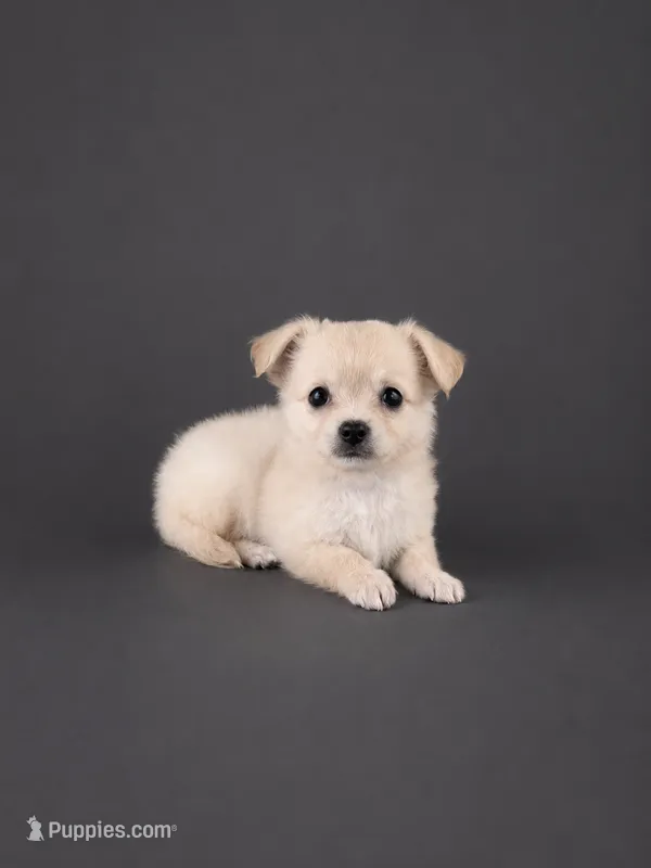AKC Nelly  – Chihuahua puppy for sale in Brooksville, KY