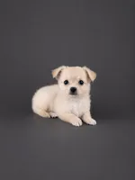 AKC Nelly , a male Chihuahua for sale in Brooksville, KY – 1 of 7