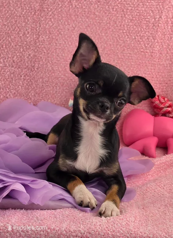 AKC Charlotte  – Chihuahua puppy for sale in Brooksville, KY