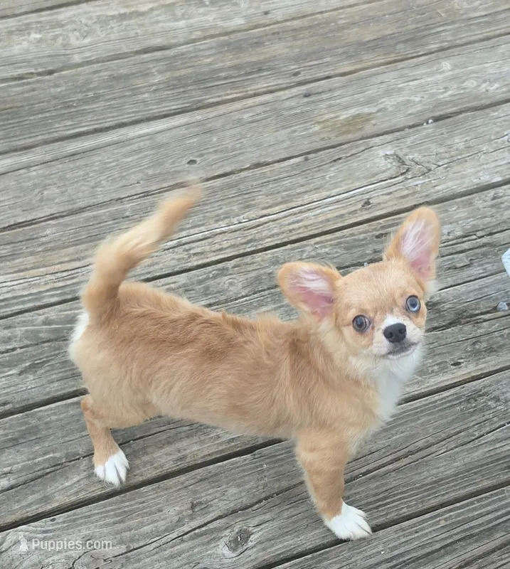 AKC Nemo  – Chihuahua puppy for sale in Brooksville, KY