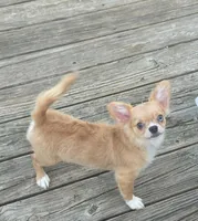 AKC Nemo , a male Chihuahua for sale in Brooksville, KY – 1 of 10