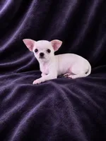 Akc coconut , a female Chihuahua for sale in Brooksville, KY – 3 of 9