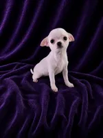 Akc coconut , a female Chihuahua for sale in Brooksville, KY – 2 of 9