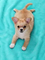 AKC Nemo , a male Chihuahua for sale in Brooksville, KY – 6 of 8