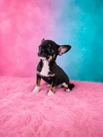 AKC Charlotte , a female Chihuahua for sale in Brooksville, KY – 5 of 9