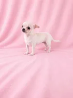 AKC Nana, a female Chihuahua for sale in Brooksville, KY – 4 of 7
