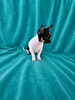 AKC Flynn, a male Chihuahua for sale in Brooksville, KY – 4 of 5