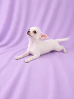 AKC Milly, a female Chihuahua for sale in Brooksville, KY – 2 of 7