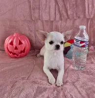 Akc coconut , a female Chihuahua for sale in Brooksville, KY – 8 of 10