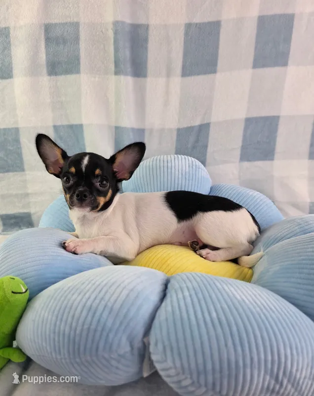 AKC Flynn – Chihuahua puppy for sale in Brooksville, KY