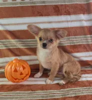 AKC Nemo , a male Chihuahua for sale in Brooksville, KY – 7 of 10