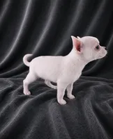 AKC Hopper, a male Chihuahua for sale in Brooksville, KY – 5 of 10