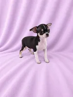 AKC Masie , a female Chihuahua for sale in Brooksville, KY – 2 of 7