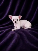 Akc coconut , a female Chihuahua for sale in Brooksville, KY – 7 of 9